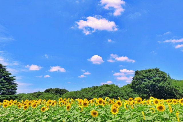夏季休業のお知らせ
